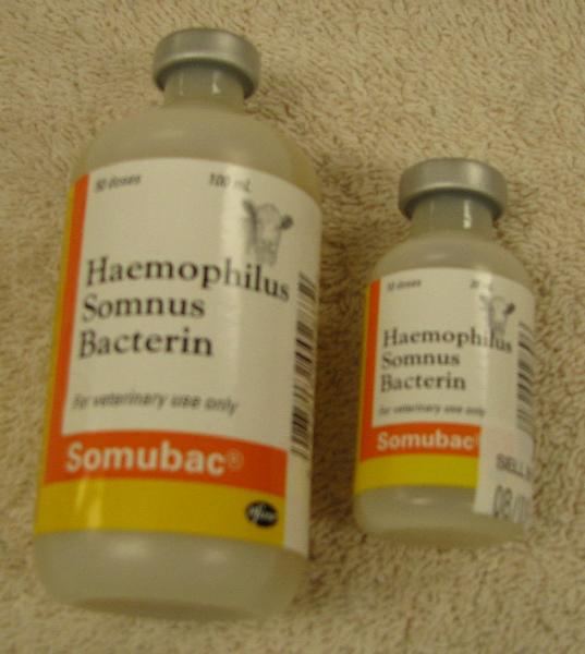 Haemophilus somnus что это